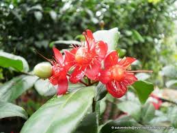 Image result for Ochna kirkii