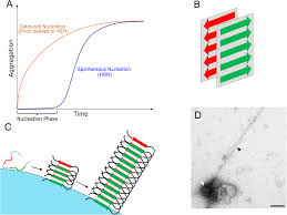 Nationalrat kilian baumann (grüne) hat seine öffentlichen auftritte abgesagt. Frontiers Disentangling The Amyloid Pathways A Mechanistic Approach To Etiology Neuroscience
