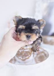 All my yorkies are akc with. Yorkie Puppies Florida 150 Yorkie Puppy Teacup Puppies Teacup Puppies For Sale