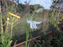 Image result for Habenaria walleri