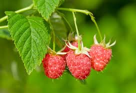 Follow us for all things wa red raspberries! Does Red Raspberry Leaf Tea Help To Improve Fertility
