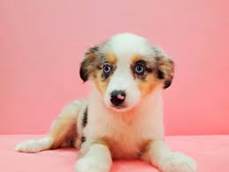 Parents are out of a long live of national and international champions. Miniature Australian Shepherd Dog Female Blue Merle White And Tan 2655469 Petland Las Vegas Nv