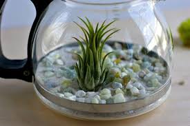 Kalau kamu ingin punya dekorasi terrarium yang indah, kamu bisa ikuti tutorial dan cara membuat terarium berikut ini. Tutorial Diy Terrarium Buat Sendiri Tanaman Indoor Anda Dengan Teko Parenting Fimela Com