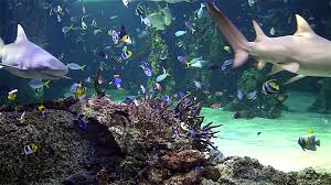 Check spelling or type a new query. Aquarium Screensaver Free Download For Windows Live Screensaver Windows 10 1920x1080 Wallpaper Teahub Io