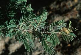 Image result for Acacia gerrardii