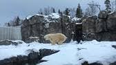 The polar bear is a massive white bear that lives in the arctic regions. Polar Bear Poops Penguin Farts Youtube