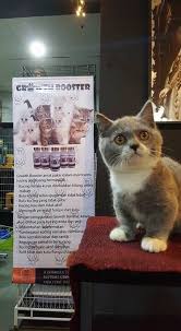We did not find results for: Hermyr A Twitter Kucing Anda Seringkali Tidak Ada Selera Makan Yang Baik Say No More Memoerkenalkan Growth Booster