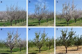 Flowering almond trees are particularly vulnerable to aphids, which can stunt the tree's growth. An Efficient Rgb Uav Based Platform For Field Almond Tree Phenotyping 3 D Architecture And Flowering Traits Plant Methods Full Text