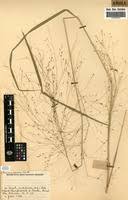 Image result for Panicum pansum