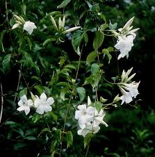 Image result for dipladenie suaveolens obrázek