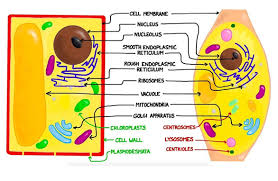 Picture of endoplasmic reticulum in animal cell. The Fundamental Unit Of Life Tutormate