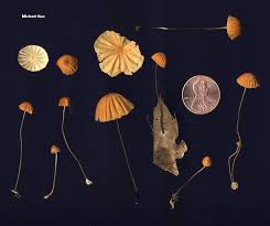Image result for Marasmius siccus