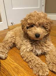 Hello My Name Is Espn 9 Weeks Old Mini F1b Goldendoodle Goldendoodle F1b Goldendoodle Mini Goldendoodle