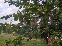 Jambu biji, mungkin karena buah ini punya banyak biji sehingga disebut jambu biji. Jambu Biji Menjaga Kesehatan Kulit Krjogja