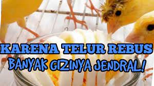 Telur ayam rebus untuk kenari. Burung Kenari Sedang Makan Telur Ayam Rebus Youtube
