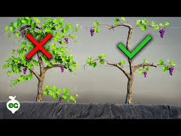 Image result for grape pruning