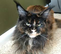 Here's another q&a video where i answer some new questions about our cats as well as talk about shedding and how we deal with the fur in our house. Grooming And Bathing Maine Coons Cat Knapp Maine Coons