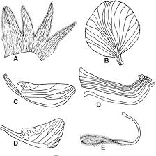 Image result for Rhynchosia totta