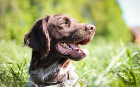 What to do when your Spaniel puppy turns into a teenage terror! | The  Spaniel Guru