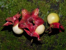 Image result for Heisteria