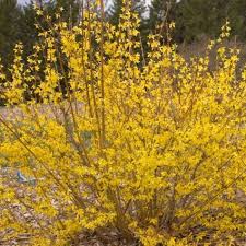 Sunrise Forsythia Deer Resistant Shrubs Shrubs For Sale Fast Growing Shrubs