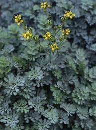 Image result for Ruta graveolens