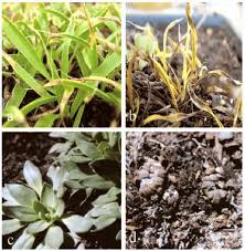 Image result for Xerophyta