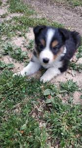 Ilke Knives Ilke Bicaklari Adli Kullanicinin Border Collie Bold Cesur Panosundaki Pin 2020