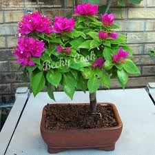 Gorgeous and unique flower colors stand out against various foliage patterns, including variegated leaves. Plantfiles Pictures Bougainvillea Bambino Baby Mia Bougainvillea By Beckygardener