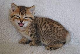 Why The Pixie Bob Has Extra Toes And Other Fun Facts About This Breed