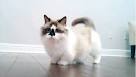 Standard Munchkin Ragdoll Kittens - Pets at Play Munchkin ...