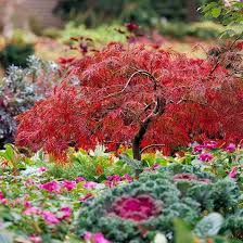 18 Japanese Maple Trees You Ll Definitely Want To Plant In Your Yard Japanese Maple Tree Dwarf Japanese Maple Tree Japanese Maple Varieties