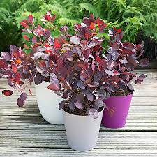 Cotinus coggygria lilla new dwarf rich wine red rounded leaves turn bright red in autumn. Cotinus Coggygria Lilla Peruckenstrauch Lila Winterhart Lieferhohe 30 35cm Topfgro E O19cm Amazon De Garten