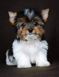 Basic Dog Obedience Training Tips Dogtrainingcollie Yorkshire Terrier Puppies Biewer Yorkie Yorkie Dogs