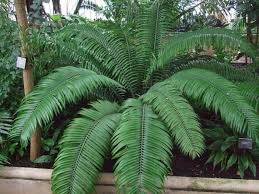 Image result for Encephalartos villosus