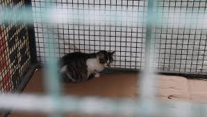sokak kedilerinde olumcul ve bulasici salgin tehlikesi kedi corona virusu ntv