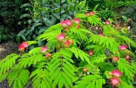 Image result for Albizia isenbergiana