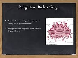 Badan Golgi Dan Ribosom Ppt Download