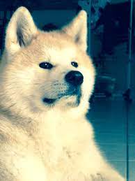 akita inu shouta