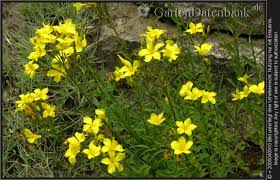 Gelber Lein Bilder Fotos Linum Flavum Bild Mit Infos