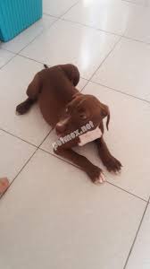 safkan pitbull sahiplendirilcektir pitbull evcil hayvan bakimi kopek