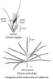 Image result for Chloris virgata