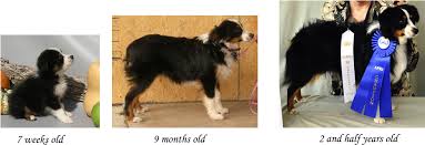 The australian shepherd is not only highly intelligent and trainable, they also make great guide dogs, exercise companions, and family pets. Download Growth Stages Of The Toy Aussie Australian Shepherd Puppy Growth Png Image With No Background Pngkey Com