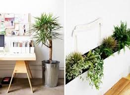 Scopri il mondo delle piante da appartamento, ampia selezione in vendita online con misure altezze e diametri. Piante Appartamento Piante Appartamento Come Scegliere Le Piante Da Appartamento