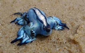 Pin On Weird Animals