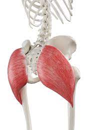 Gluteus Stock Illustrations 742 Gluteus Stock Illustrations Vectors Clipart Dreamstime