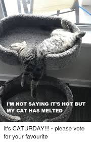 Its saturday rb saturday shorts yt is this polygon castlevania mons. M Not Saying It S Hot But My Cat Has Melted It S Caturday Please Vote For Your Favourite Caturday Meme On Me Me