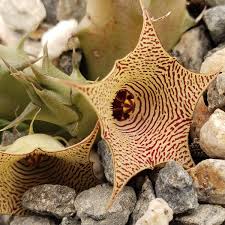 Image result for Huernia levyi