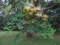 Image result for Albizia antunesiana