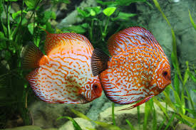 Fish tank in bedroom health. The Surprising Health Benefits Of A Home Aquarium